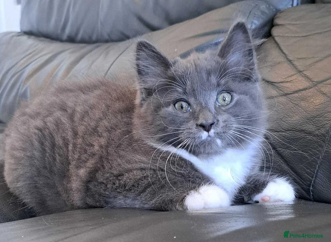 Russian Blue cats for sale: Stunning Russian Blue Cross Available 🐾 - Advert 1
