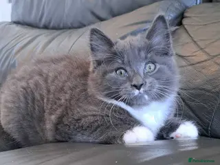 Russian Blue cats Stunning Russian Blue Cross Available 🐾 - Advert 5
