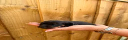 Miniature Dachshund dogs for sale: 3 beautiful minis!  - Advert 9