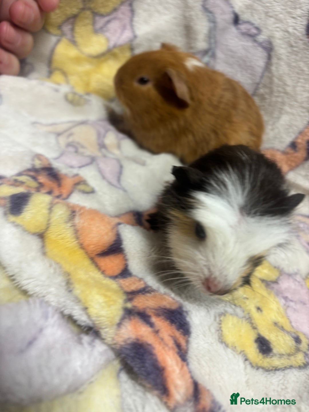 Guinea Pig rodents for sale: 2 beautiful girl piggys  - Advert 11