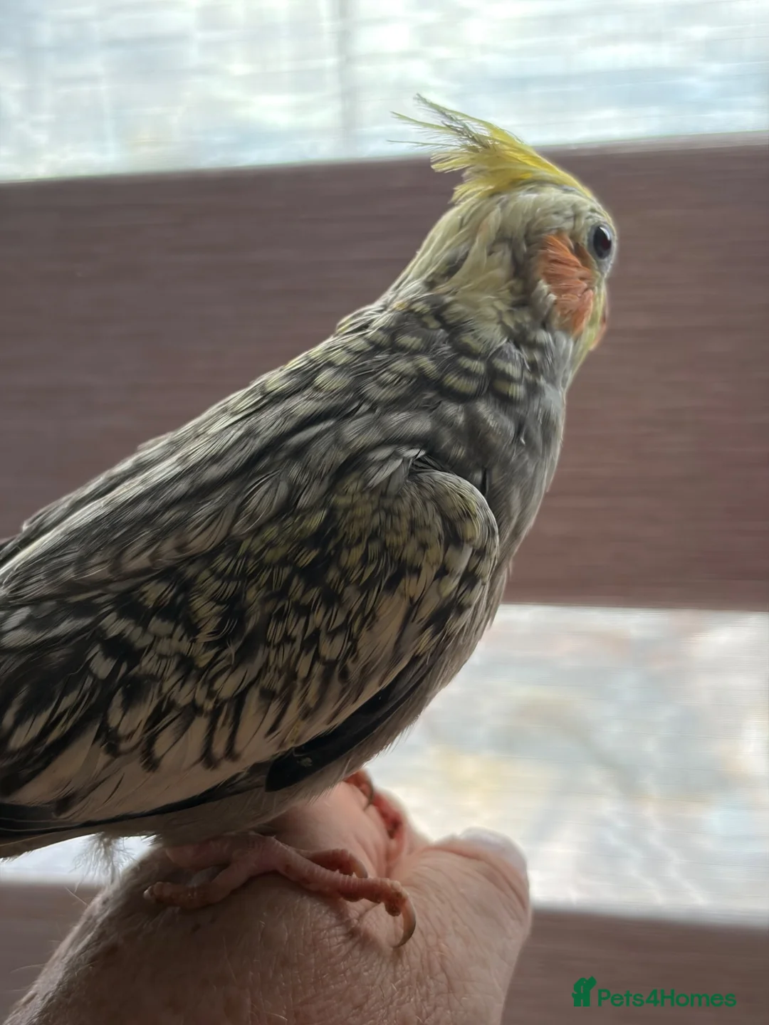 Cockatiels birds for sale: Cockatiel  - Advert 2