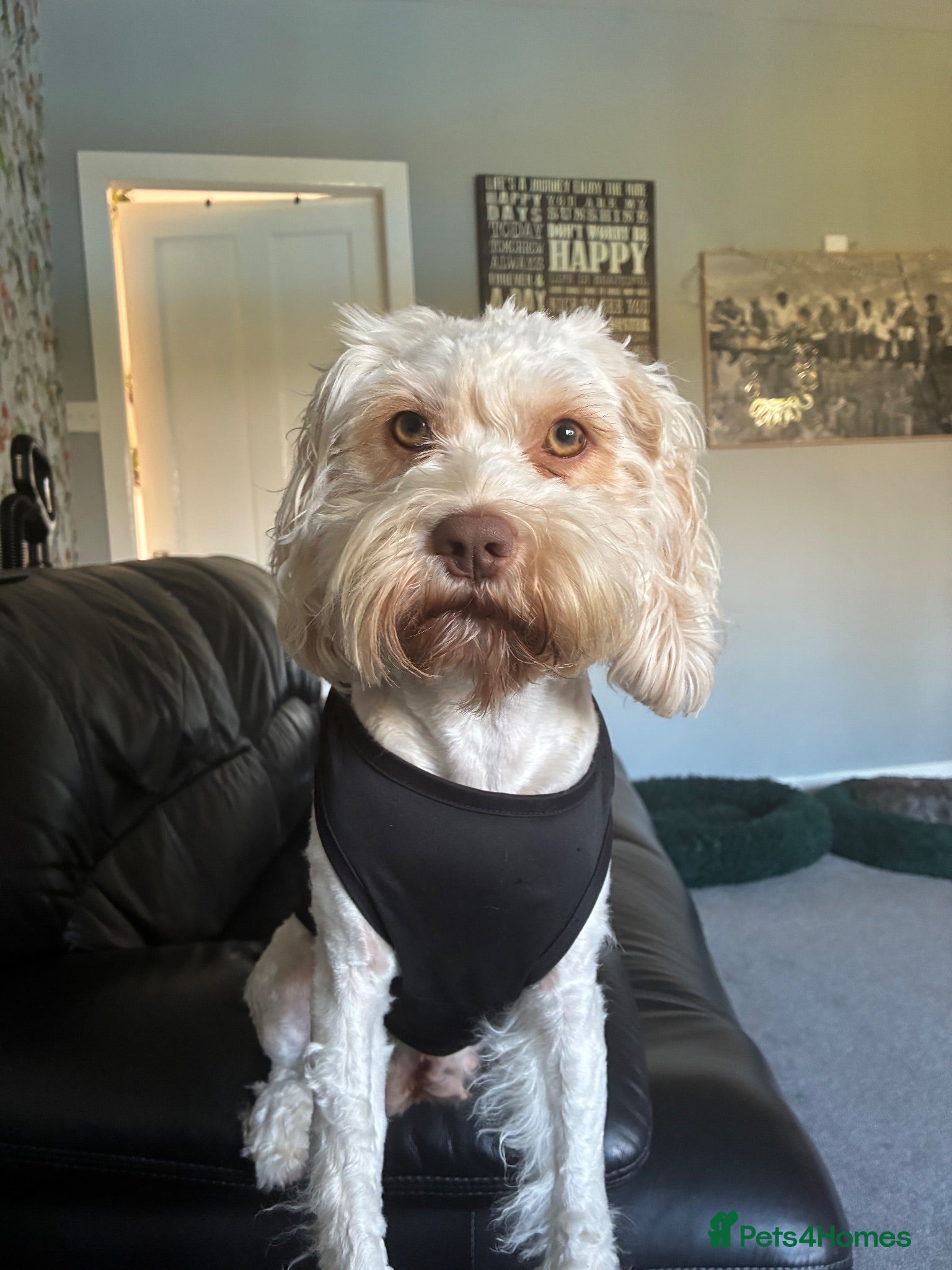 Cockapoo dogs 4 stunning boys - Advert 1