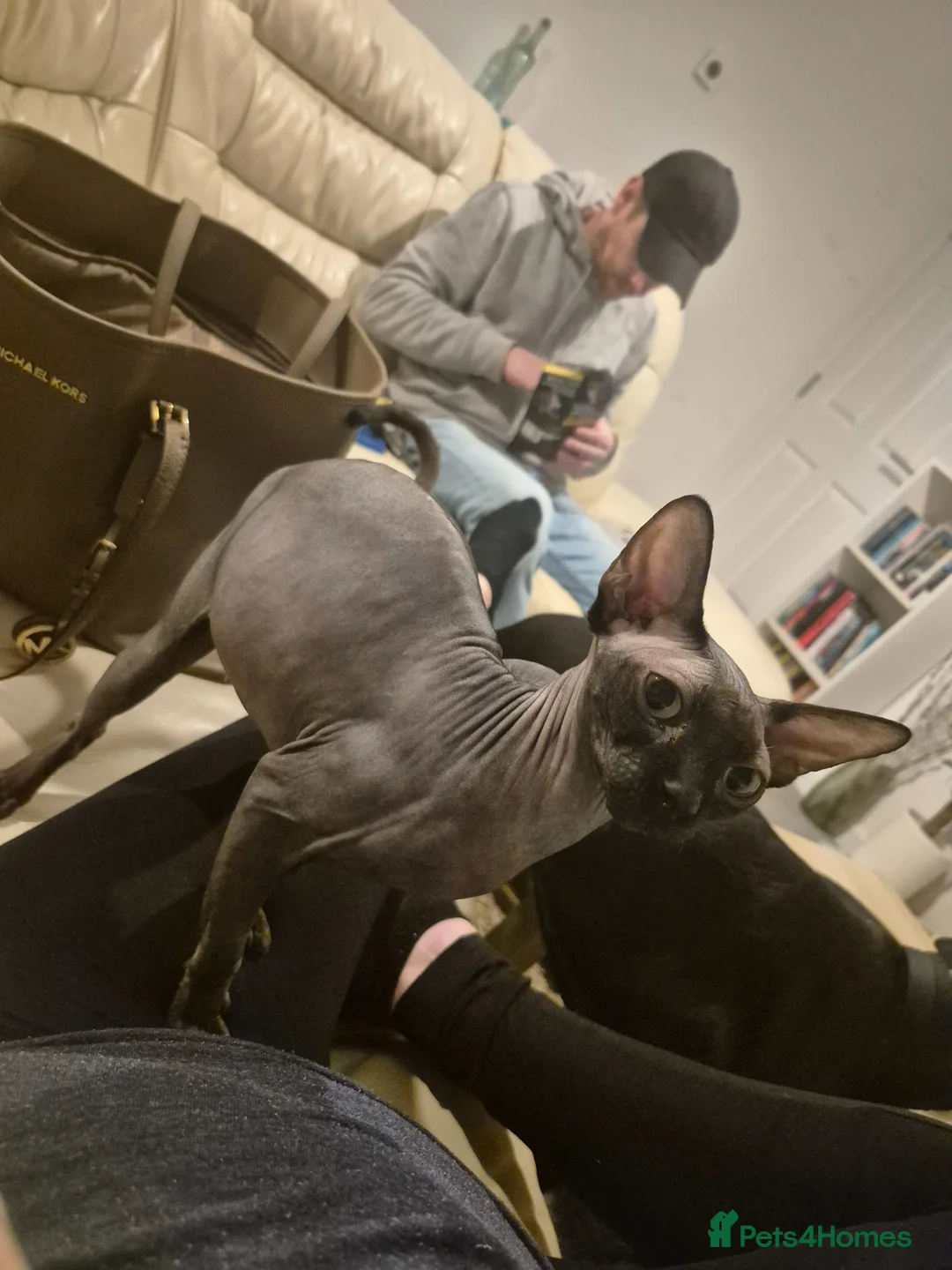 Sphynx cats for sale: 2 year old female Sphynx for sale  in Southampton - Advert 1