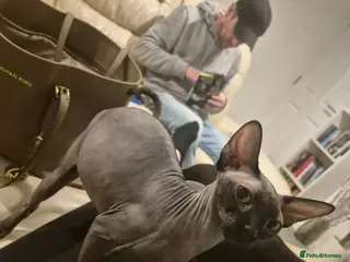 Sphynx cats 2 year old female Sphynx for sale - Advert 1