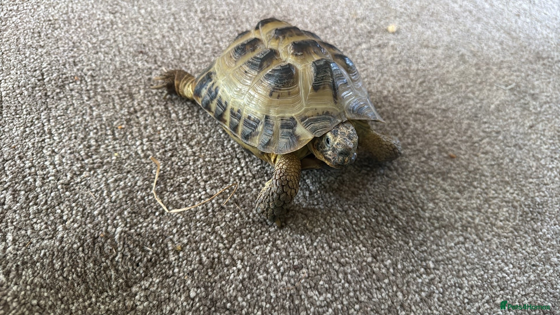 Tortoise reptiles Make horsefield torotise and fill set up  - Advert 11