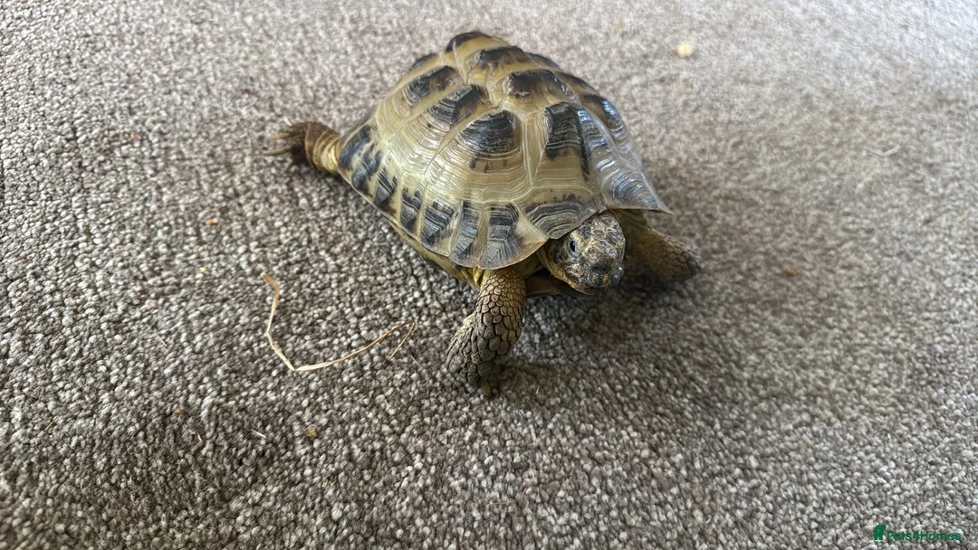 Tortoise reptiles for sale: Make horsefield torotise and fill set up  - Advert 1
