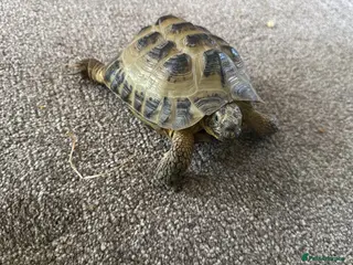 Tortoise reptiles Make horsefield torotise and fill set up - Advert 11
