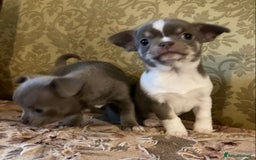 Chihuahua dogs for sale: Chihuahua girls from licensed breeder - Image 12