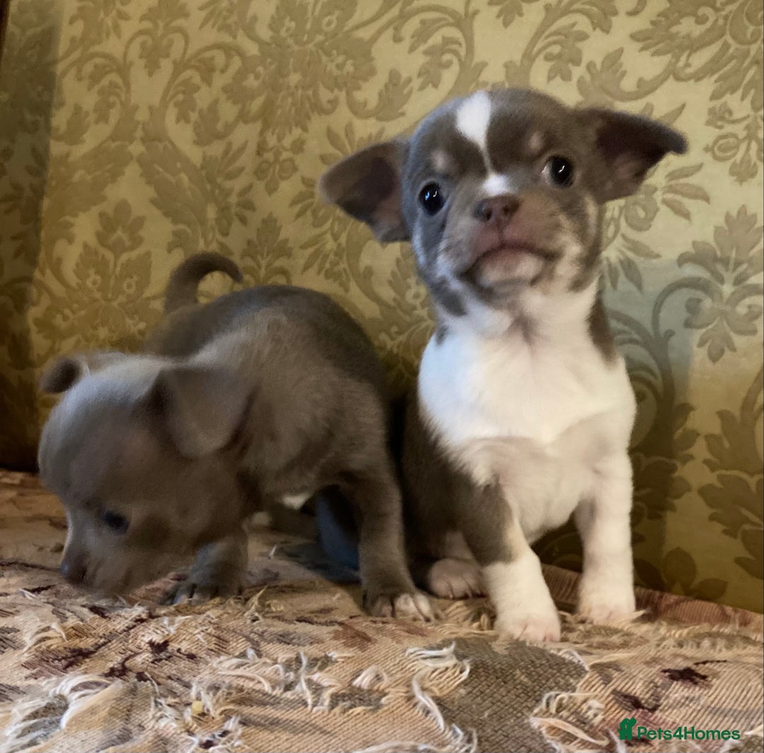 Chihuahua dogs for sale: Chihuahua girls from licensed breeder - Image 12