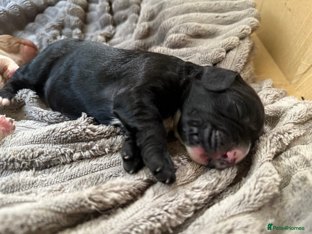 Cockapoo dogs for sale: Cockapoo puppies - Advert 7