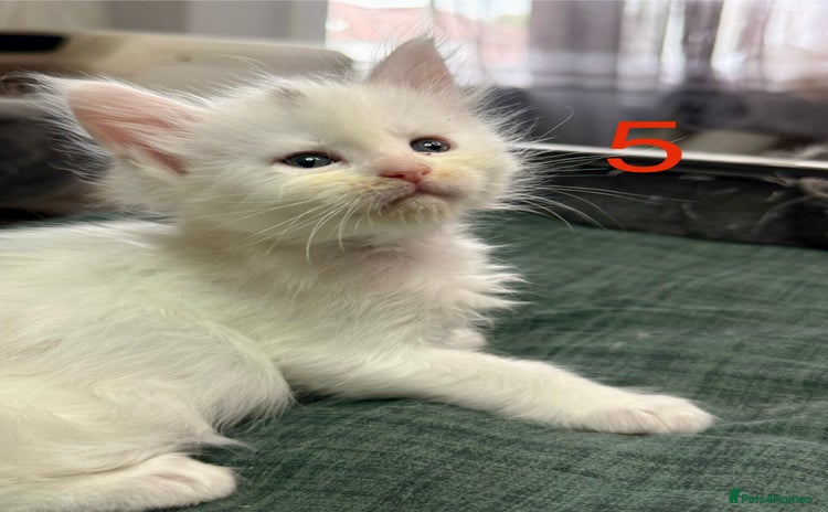 Maine Coon cats - Advert 13