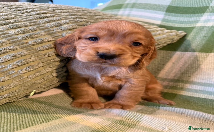 Cocker Spaniel dogs - Advert 6