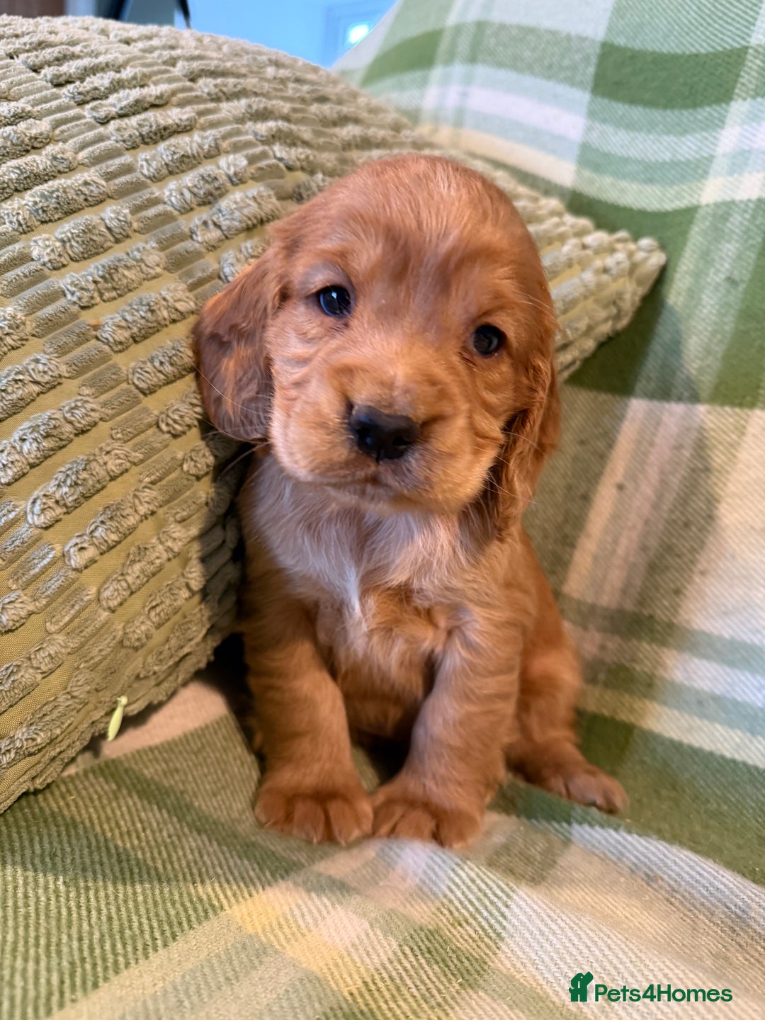 Cocker Spaniel dogs for sale: STUNNING KC COCKER SPANIELS  - Image 1