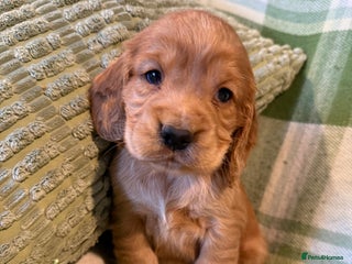 Cocker Spaniel dogs - Advert 4