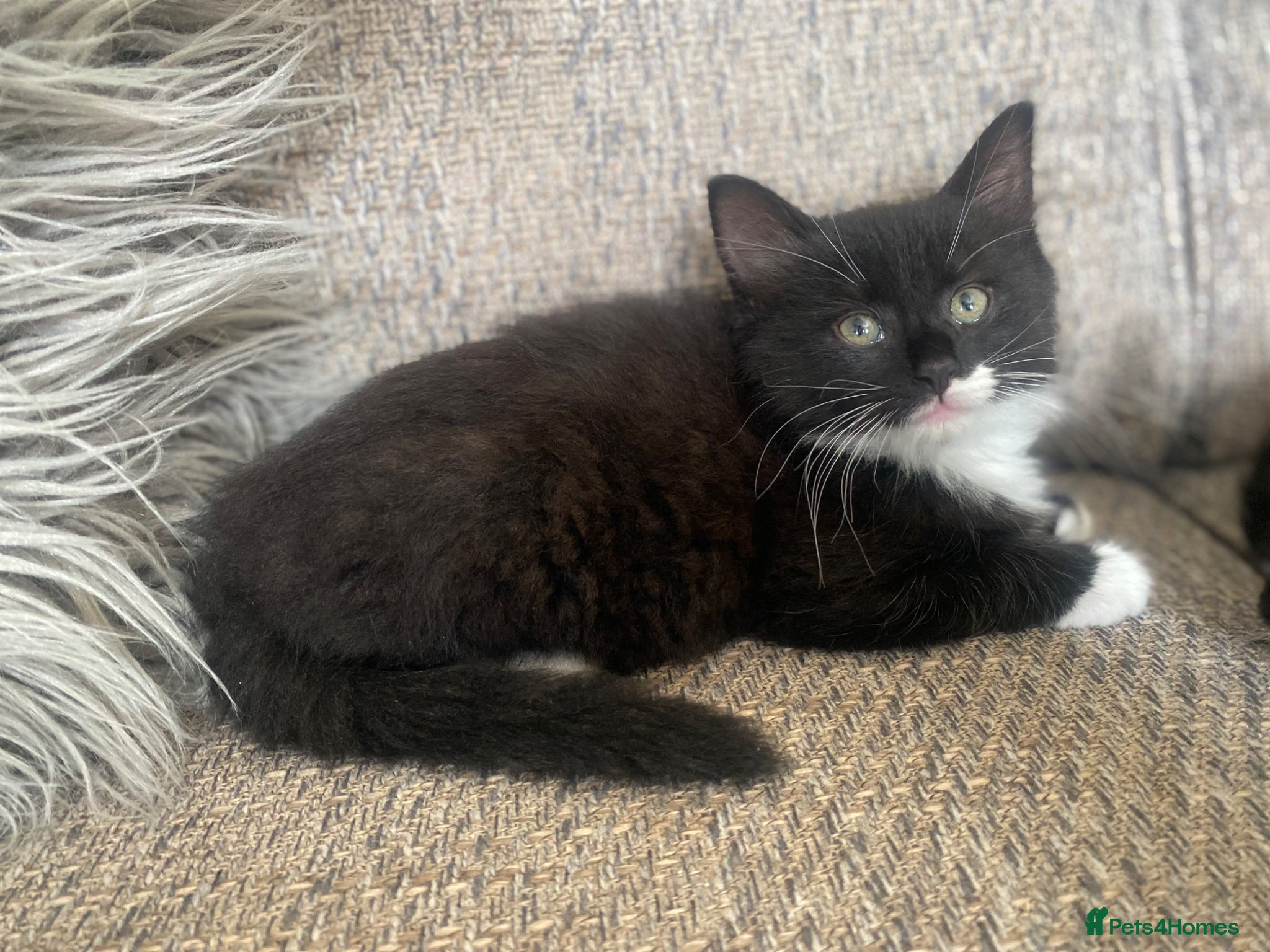 Mixed Breed cats for sale: Male kitten ready to leave  - Advert 1