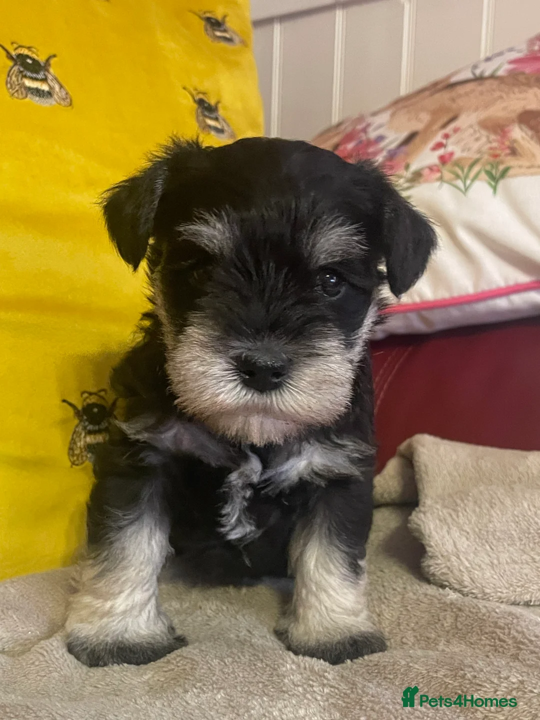 Miniature Schnauzer dogs for sale: Stunning Puppies - Advert 2
