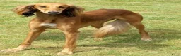 Mixed Breed dogs for sale: Saluki collie grey  in Middlesbrough - Advert 1