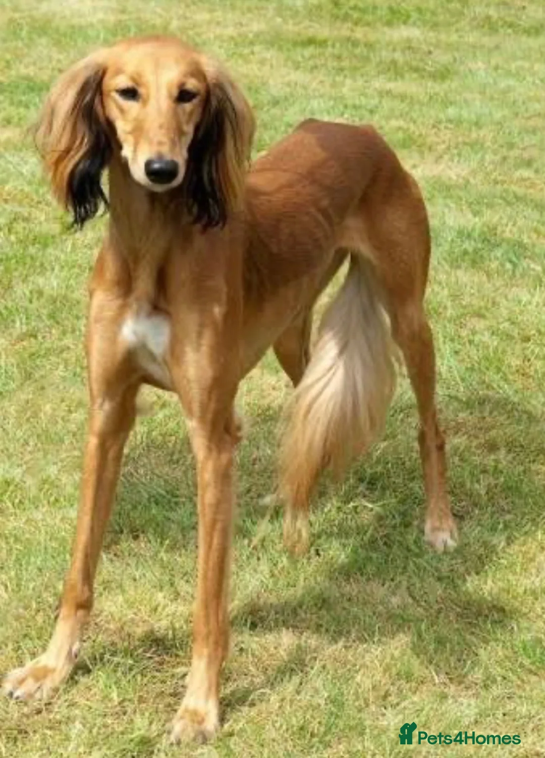 Mixed Breed dogs for sale: Saluki collie grey  in Middlesbrough - Advert 1