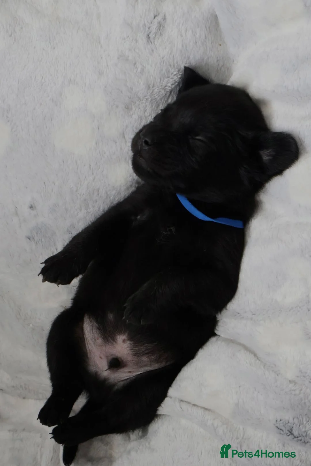 Mixed Breed dogs for sale: Labrador x Fluffy French Bulldog in Sudbury - Advert 2