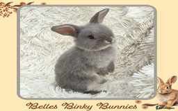 Mini Lop rabbits for sale: 🧡 Beautiful Baby Mini Lop Doe 🧡 Reserve Now 🧡 - Image 4