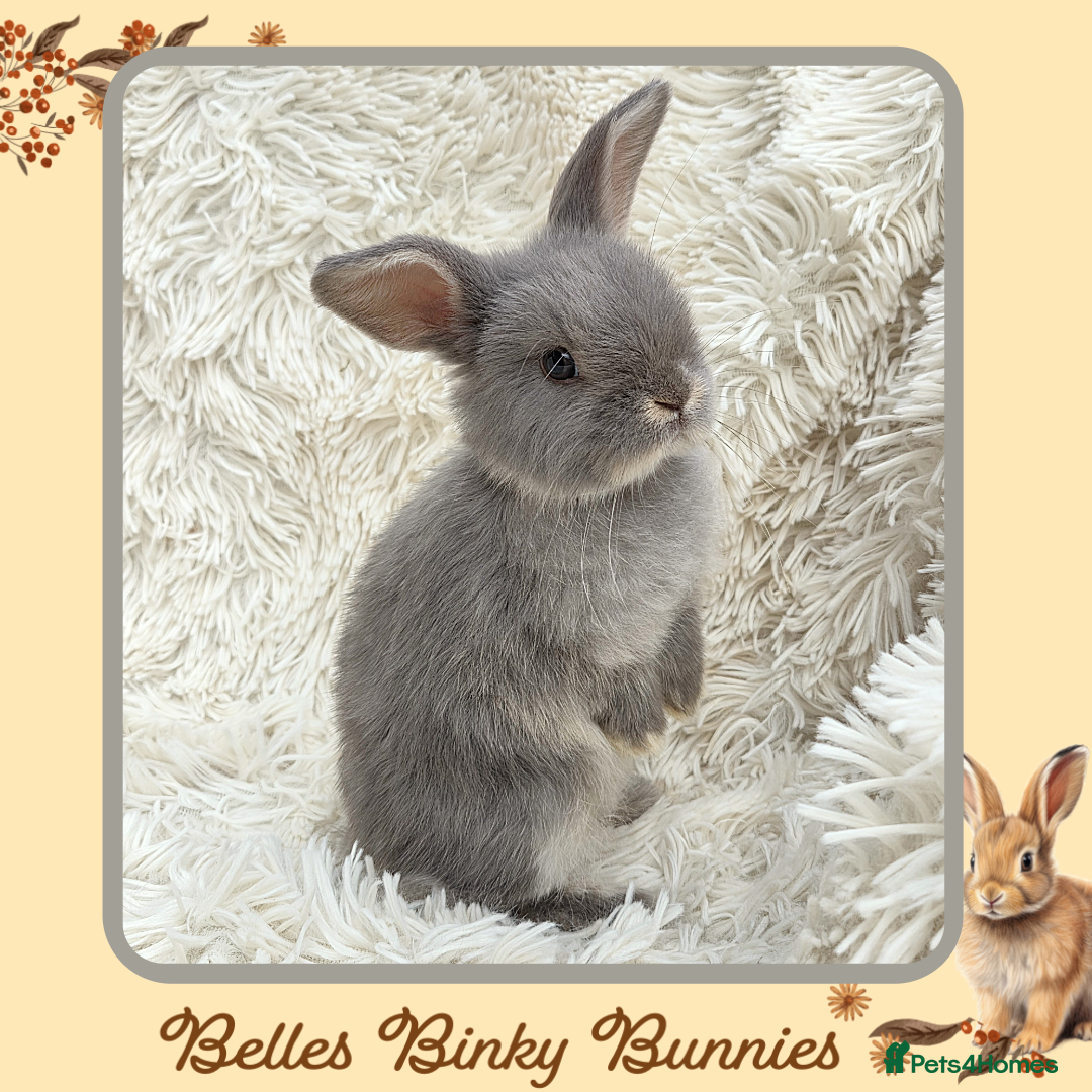 Mini Lop rabbits for sale: 🧡 Beautiful Baby Mini Lop Doe 🧡 Reserve Now 🧡 - Image 4