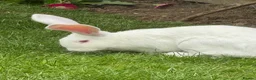 Continental Giant rabbits for sale: Male conti  - Advert 3