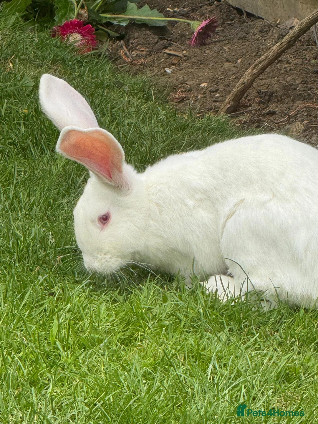 Continental Giant rabbits for sale: Male conti  - Advert 3
