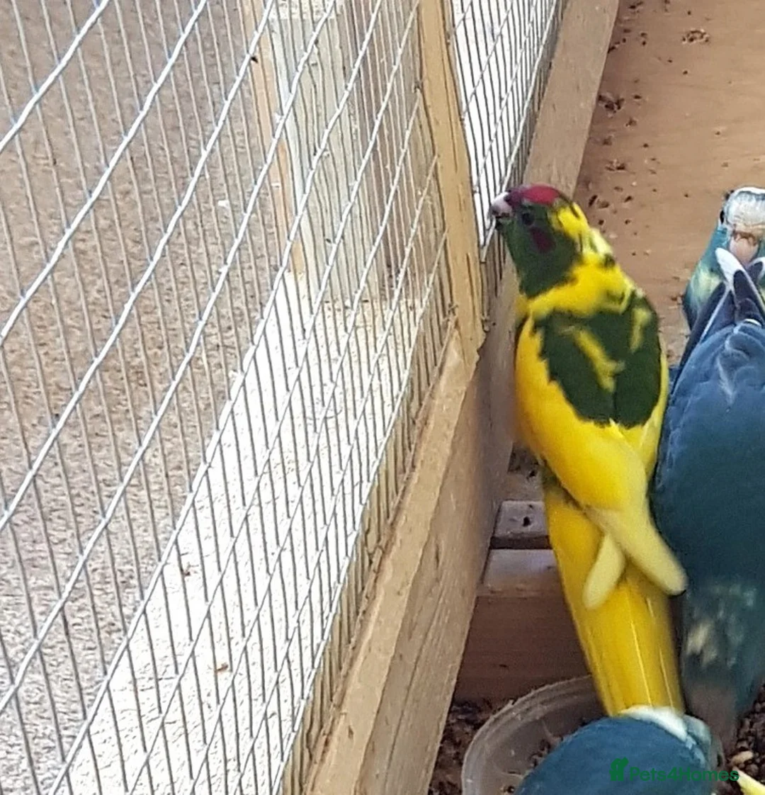 Parakeets birds for sale: Male and female kakariki - Advert 2