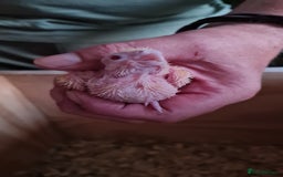 Cockatiels birds for sale: Gorgeous Baby Cockatiels  - Image 3