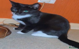 British Longhair cats for sale: Beautiful fluffy black & white kittens for sale - Image 5