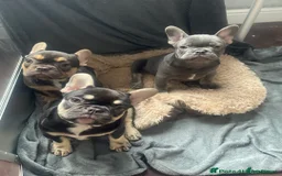 French Bulldog dogs for sale: Stunning French bulldogs  - Image 4