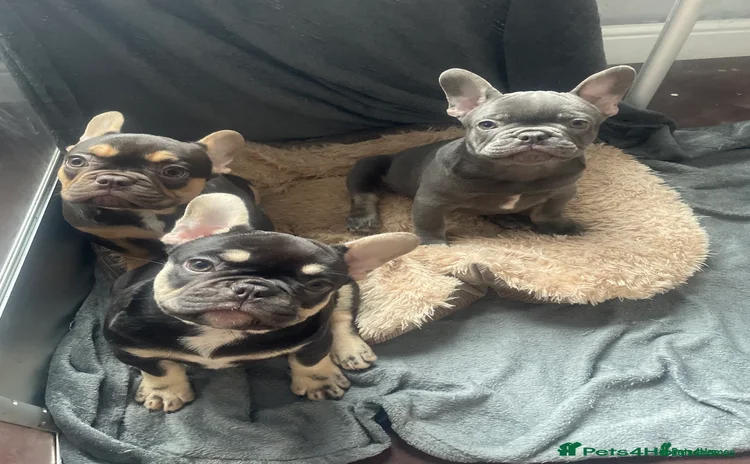 French Bulldog dogs - Advert 3