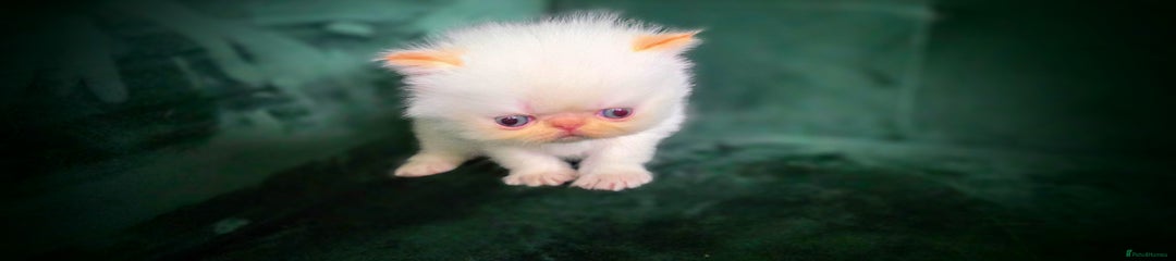 Picasso (Male Persian Kitten)