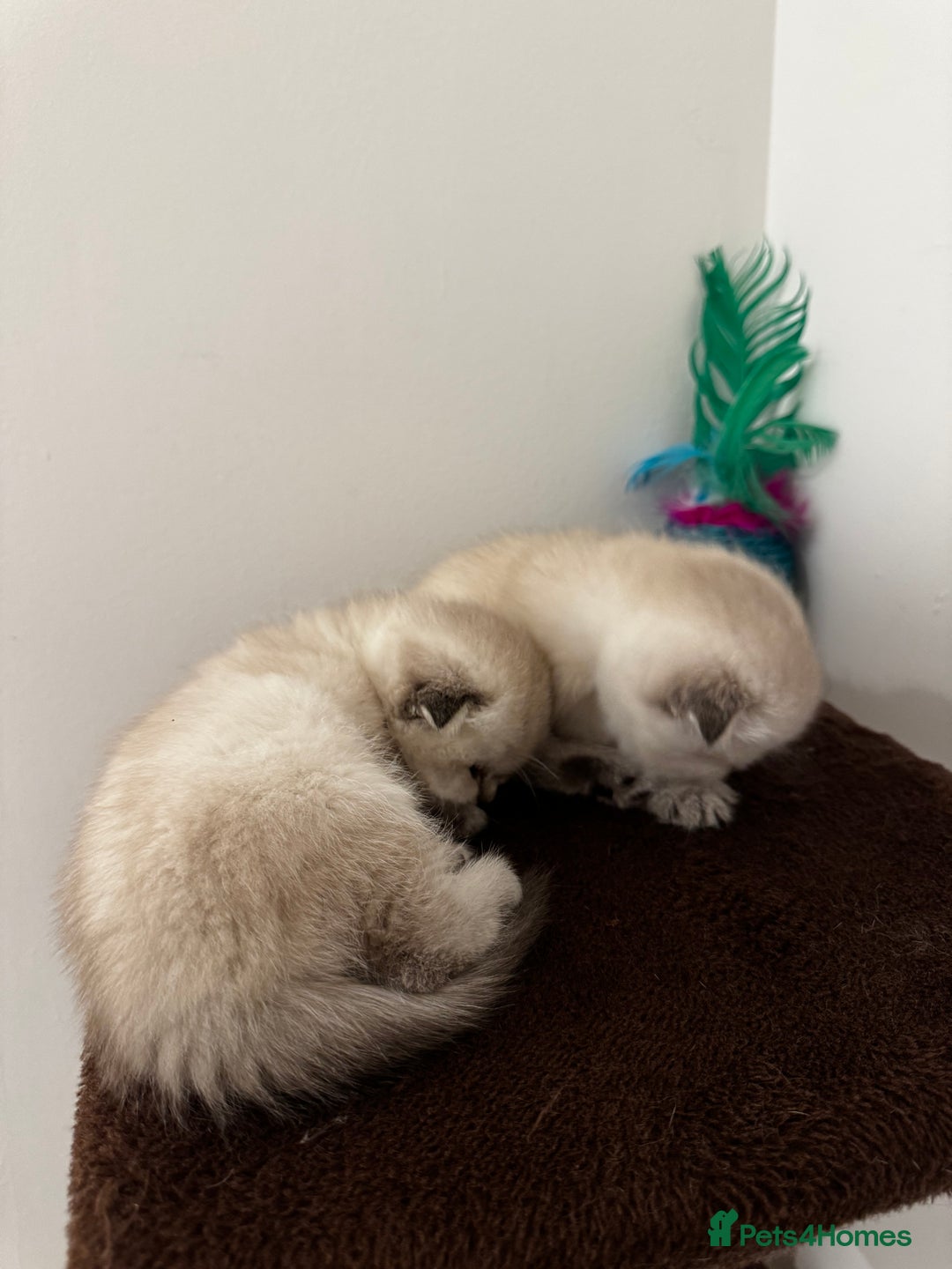 Scottish Fold cats for sale: Purebred Chinchilla Scottish Fold Kittens  🐾 - Advert 7