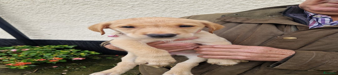 Labrador Retriever Puppy 7