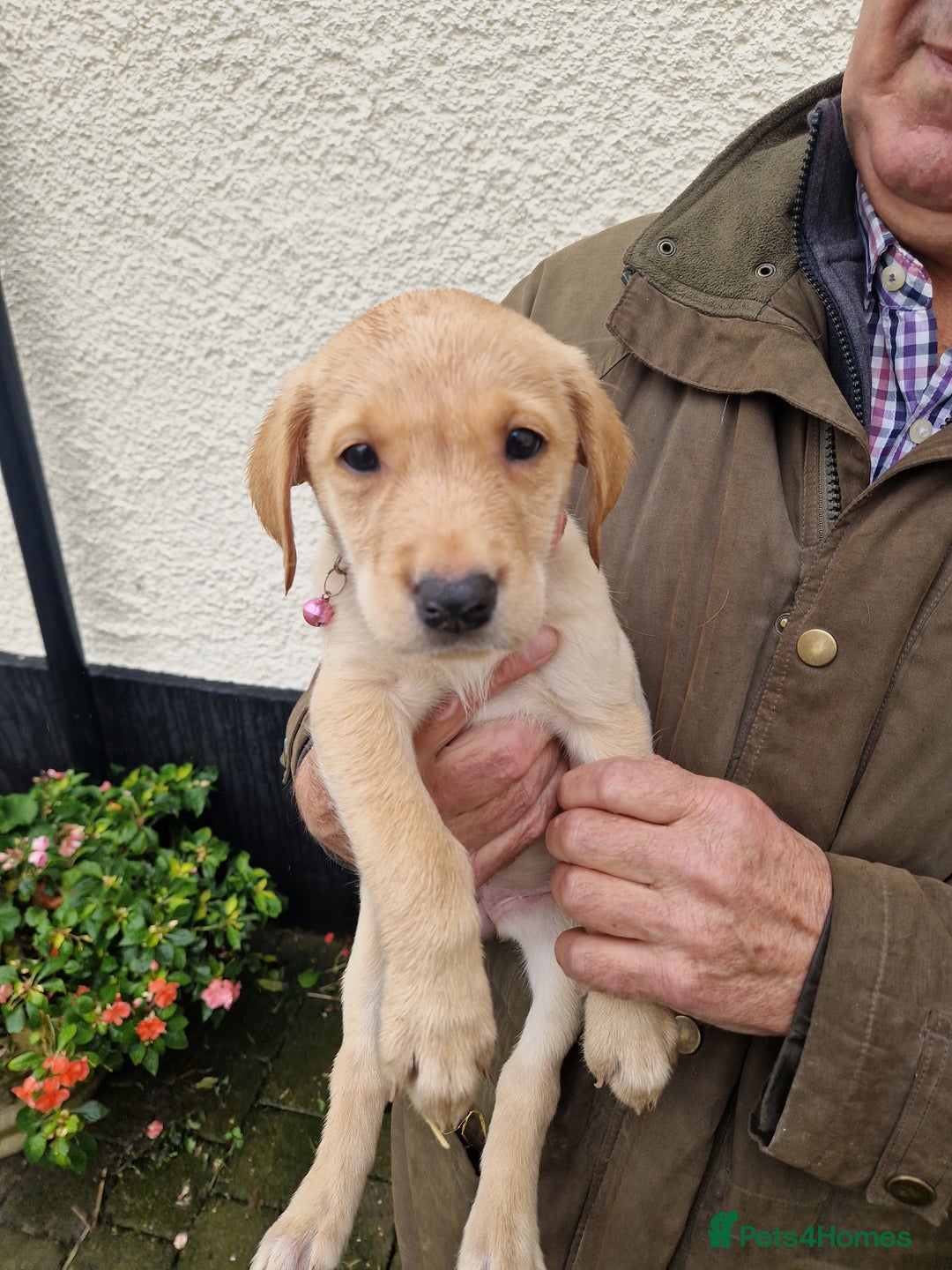 Labrador Retriever dogs for sale: Black and Gold Labrador Pups - Image 20