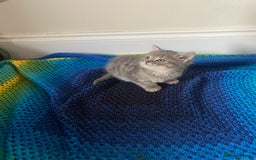 British Shorthair cats for sale: Good morning  - Image 7