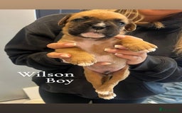 Boxer dogs for sale: Beautiful Boxer Puppies  🐾 - Image 13