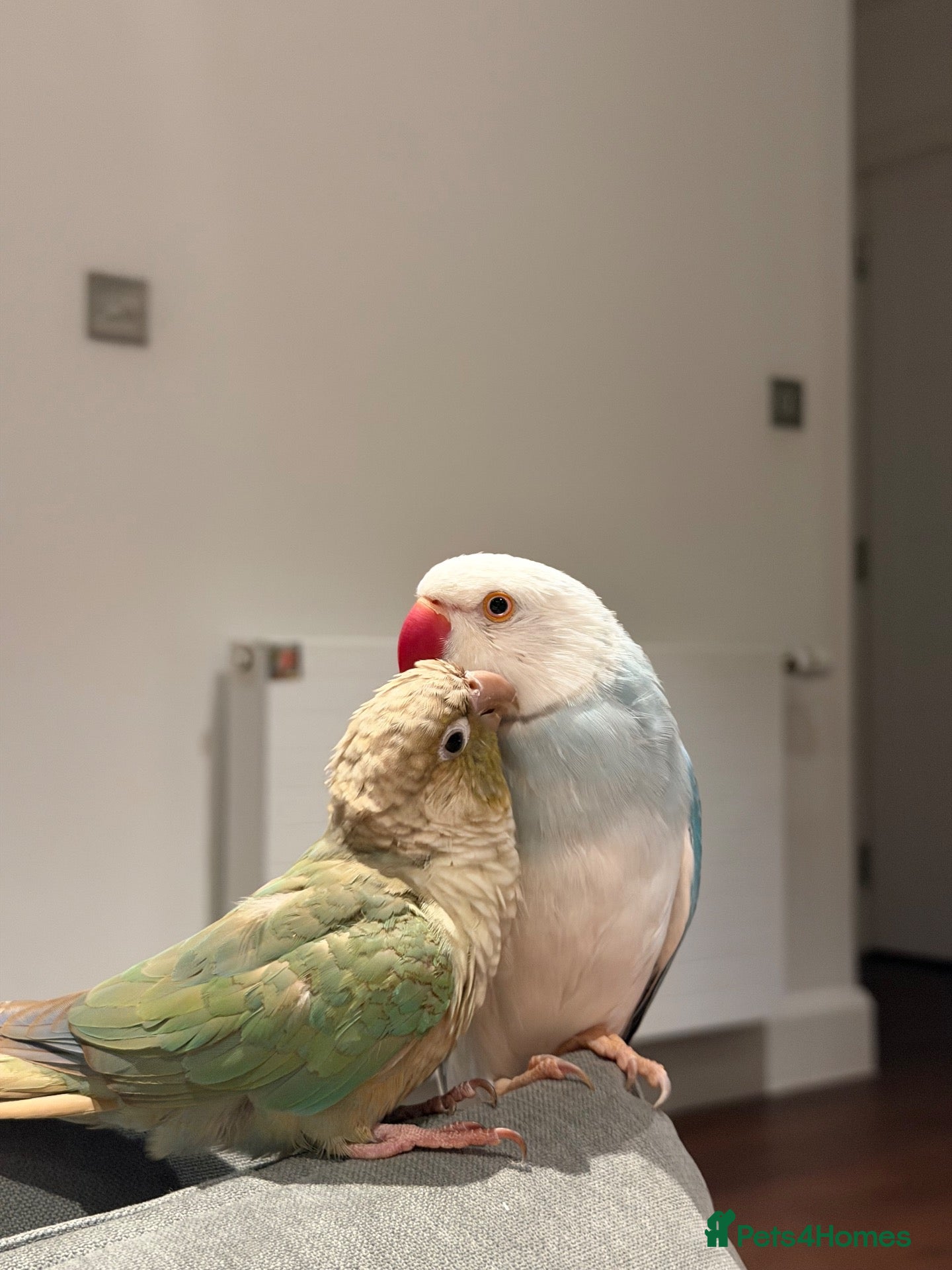 Conures birds green check conoure & indian ring neck pied - Advert 1