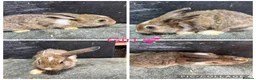 Mini Lop rabbits for sale: Gorgeous Purebred Mini Lops & Mini lop crosses - Advert 10