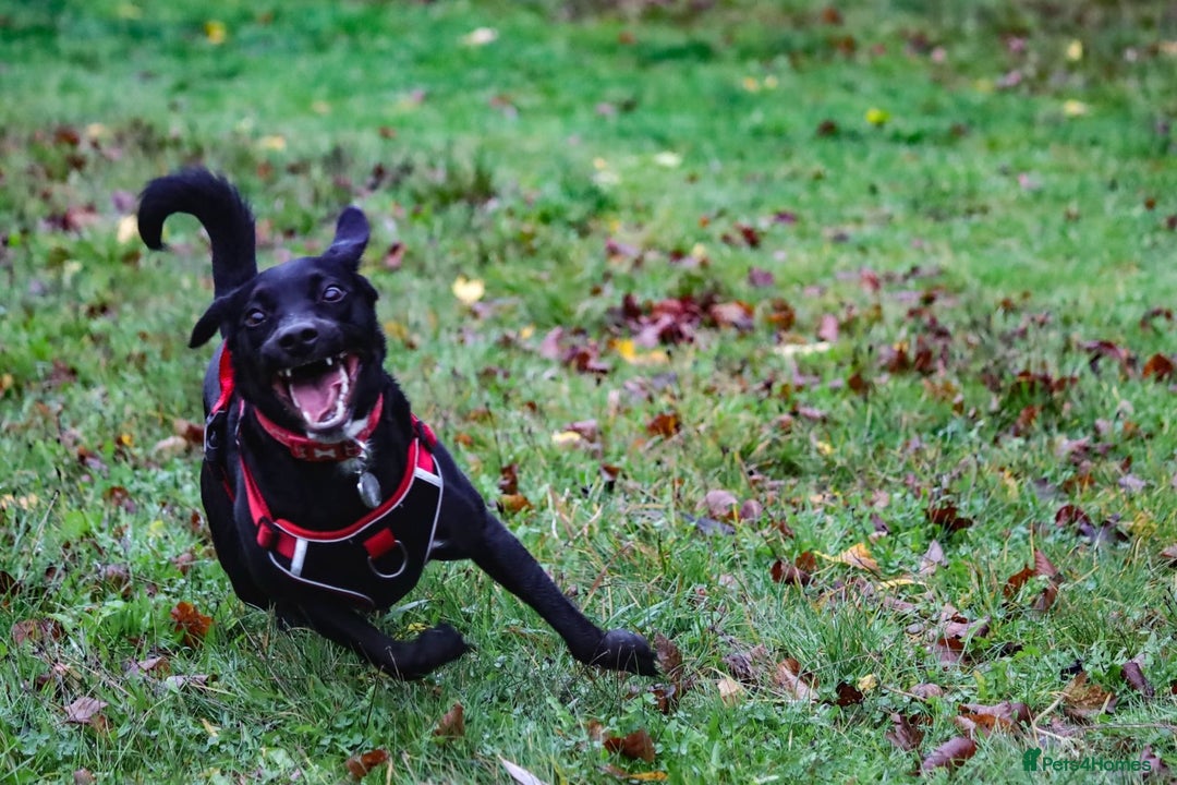 Mixed Breed dogs for adoption: Roxy  - Advert 4
