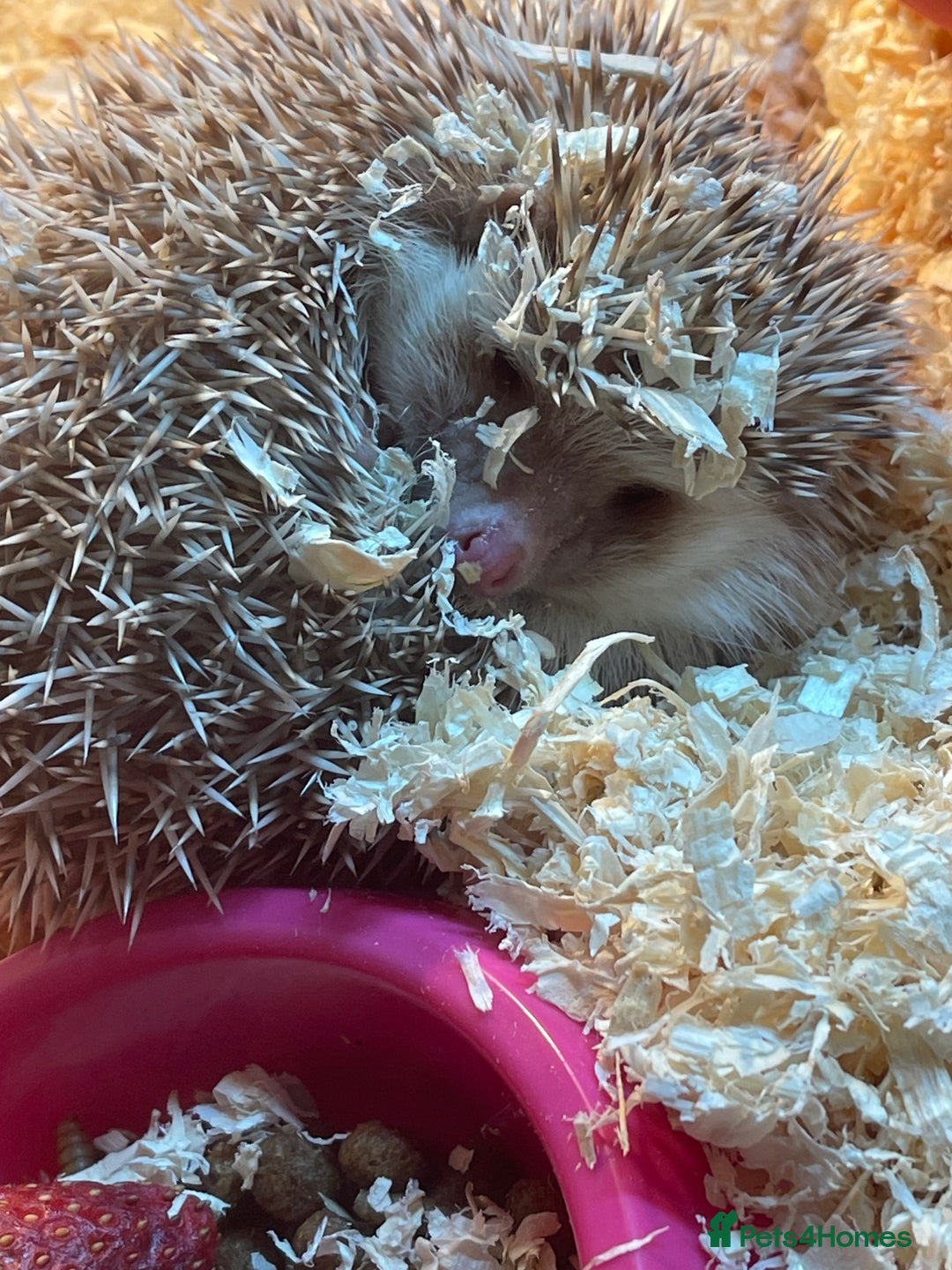 Tortoise reptiles for sale: Hedgehog  - Advert 2