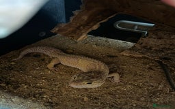 Leopard Gecko reptiles for sale: 2 Female Leopard Geckos for Sale - Image 5