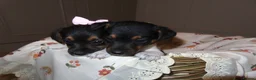 Jack Russell dogs for sale: 🐾 Traditional short legged Jack Russel puppy’s 🐾 - Advert 6