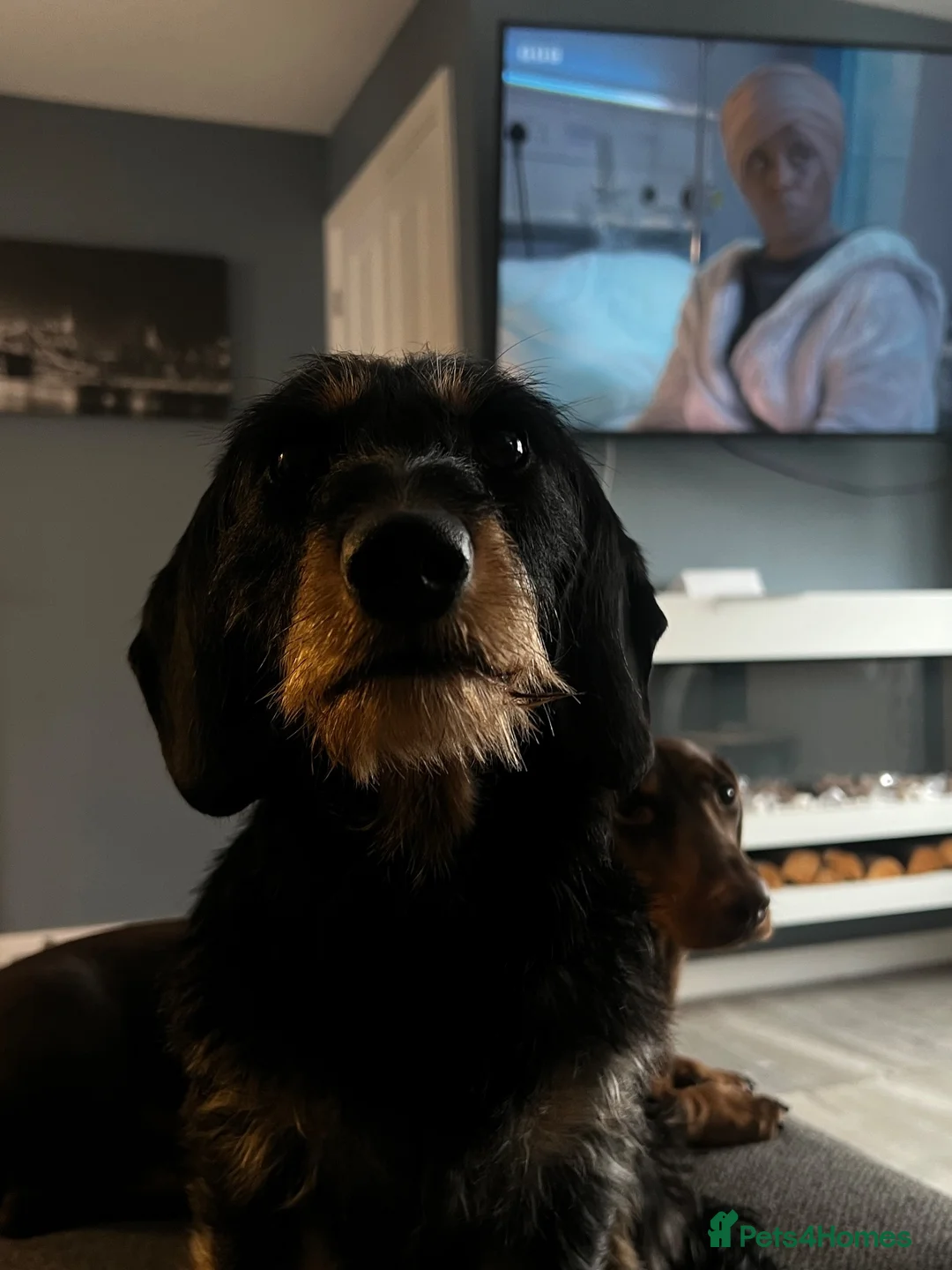 Dachshund dogs for sale: 1 year old female dachshund  in Loughborough - Advert 2