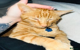 Domestic Shorthair cats for sale: Two male cats  - Image 3