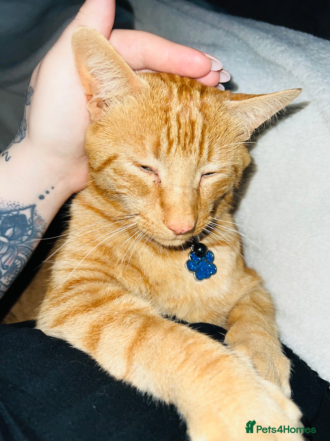 Domestic Shorthair cats for sale: Two male cats  - Image 3