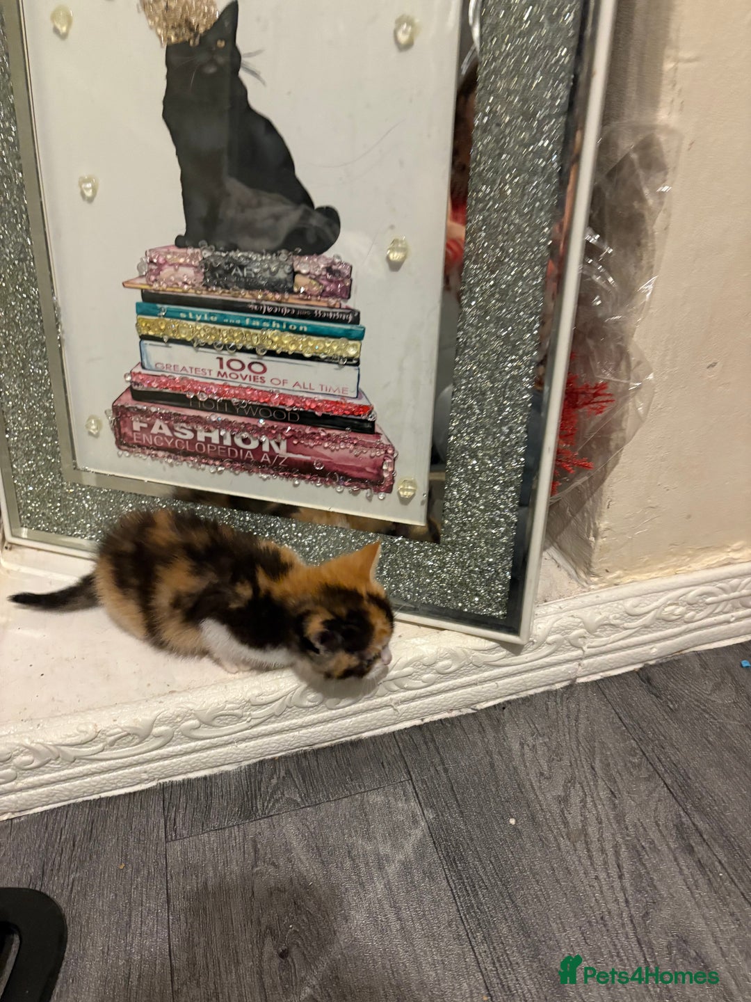 British Longhair cats for sale: british shorthair and longhair kittens for sale  - Advert 21