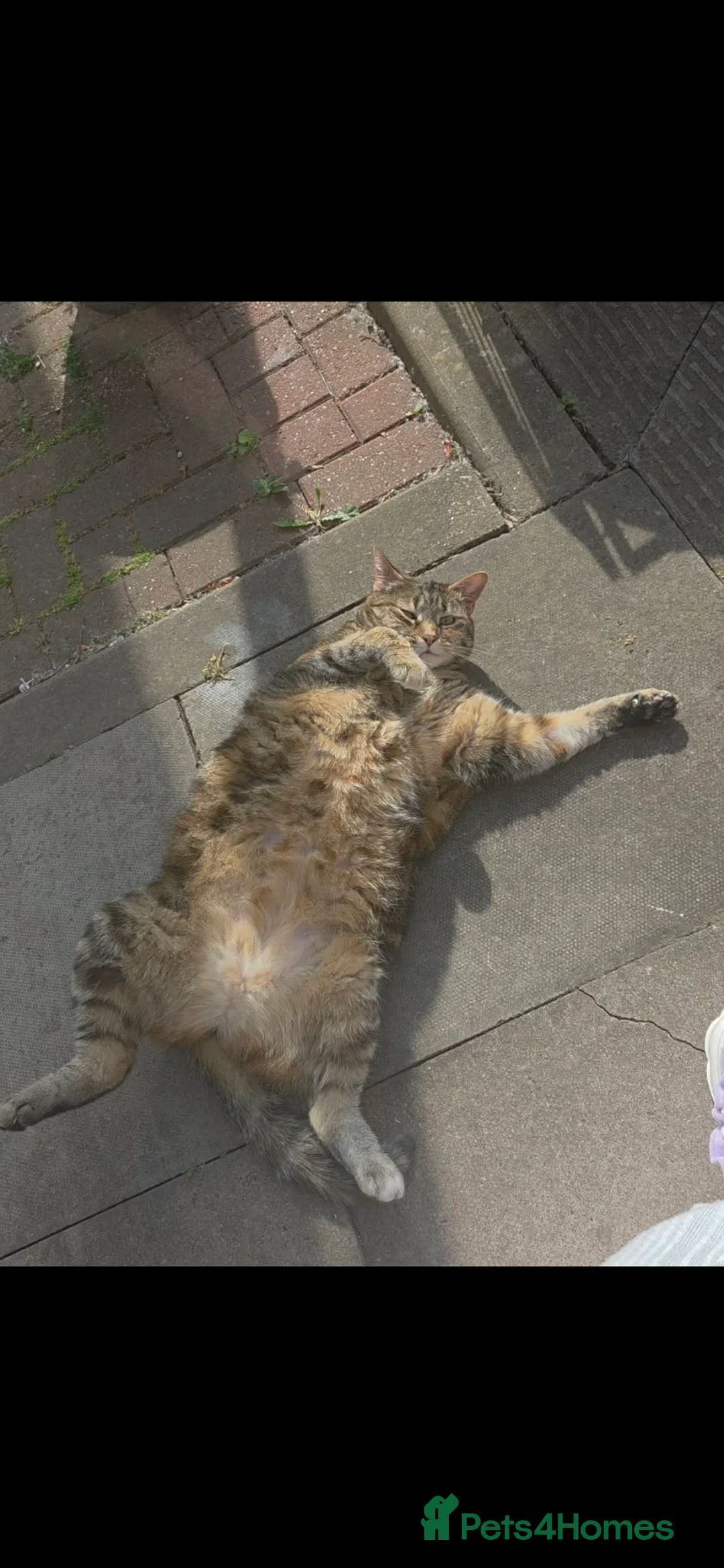 Mixed Breed cats for sale: Beautiful tabby cat for rehoming. (Lily) in Coventry - Advert 2