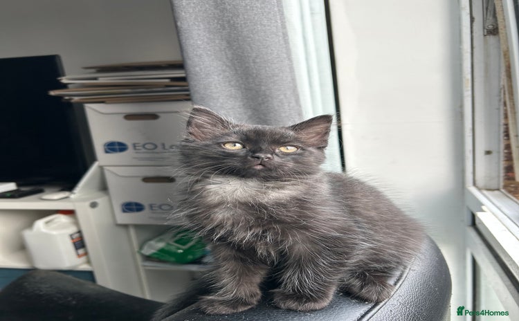 Ragdoll cats - Advert 1